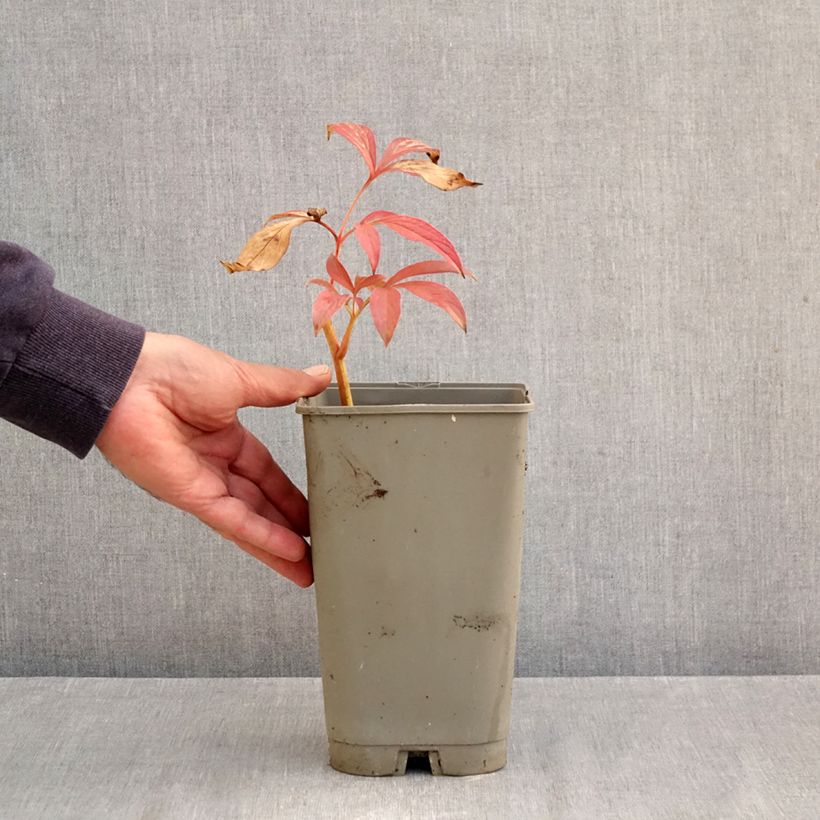 Pivoine lactiflora Chiffon Parfait  Pot de 3L/4L sample as delivered in autumn