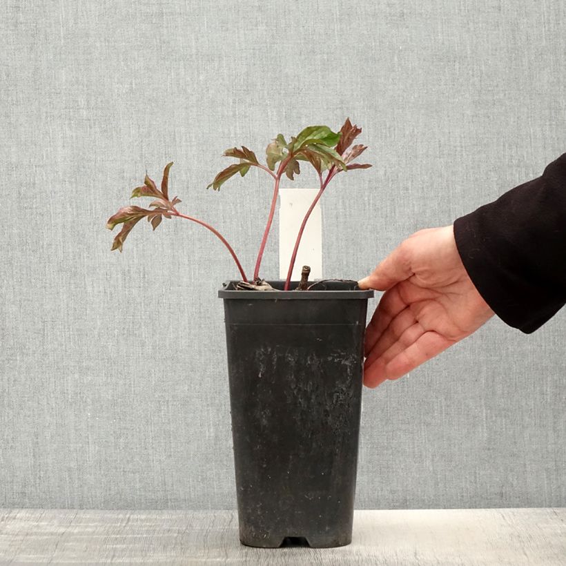 Paeonia lactiflora Coral Charm 3L/4L pot sample as delivered in spring