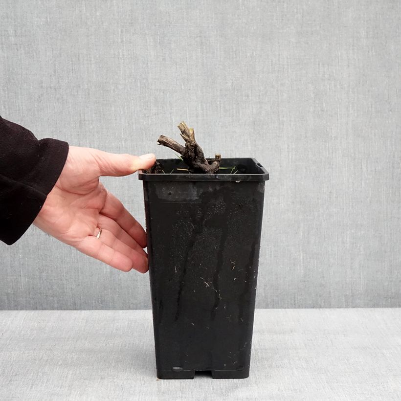 Paeonia lactiflora Coral Magic 3L/4L pot sample as delivered in winter