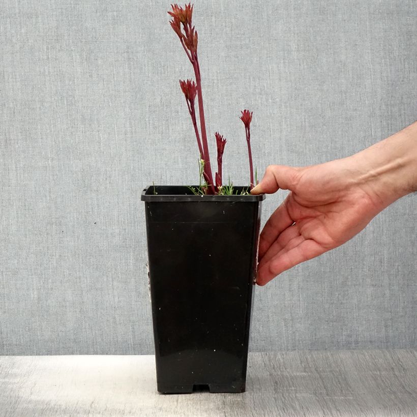Paeonia lactiflora Coral Magic 3L/4L pot sample as delivered in spring