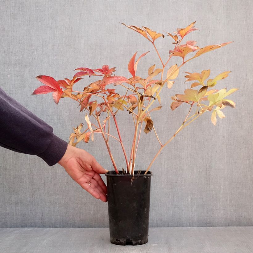 Paeonia x lactiflora Corinne Wersan - Chinese Peony 4L/5L pot sample as delivered in autumn