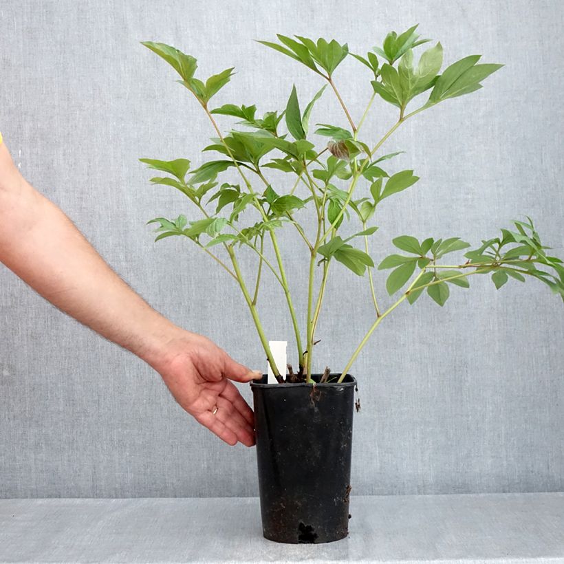 Paeonia x lactiflora Corinne Wersan - Chinese Peony 4L/5L pot sample as delivered in spring