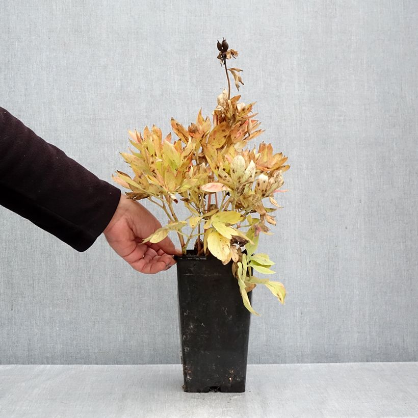 Paeonia lactiflora Diana Parks 3L/4L pot sample as delivered in autumn