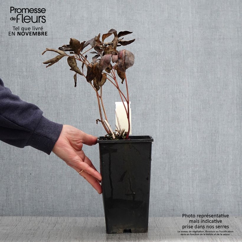 Paeonia lactiflora Doreen 3L/4L pot sample as delivered in autumn