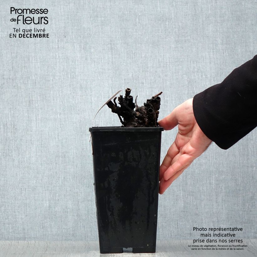 Paeonia lactiflora Dr Alexander Fleming 3L/4L pot sample as delivered in winter