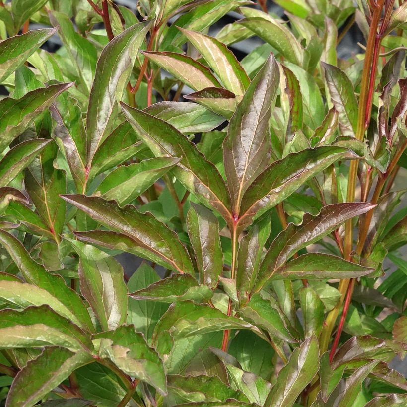 Paeonia lactiflora Duchesse de Nemours (Foliage)