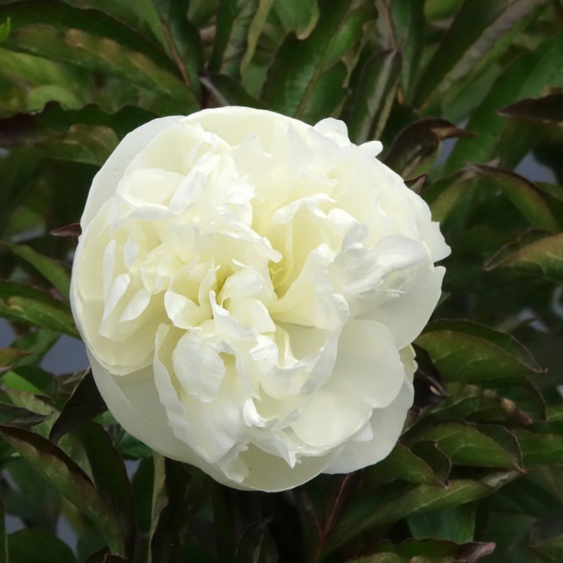 Paeonia lactiflora Duchesse de Nemours (Flowering)