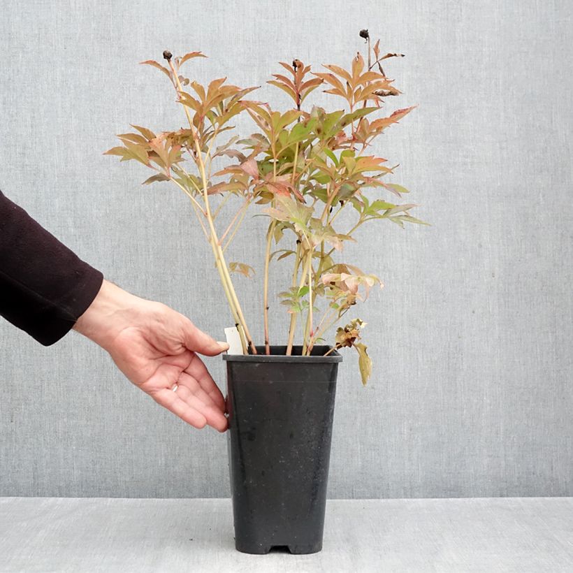 Paeonia lactiflora Duchesse de Nemours 3L/4L pot sample as delivered in autumn