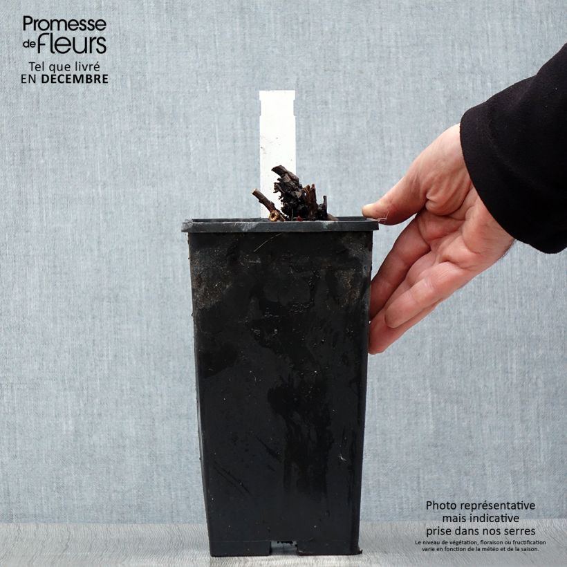 Paeonia lactiflora Duchesse de Nemours 3L/4L pot sample as delivered in winter