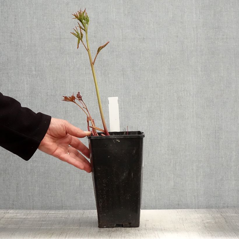 Paeonia lactiflora Duchesse de Nemours 3L/4L pot sample as delivered in spring