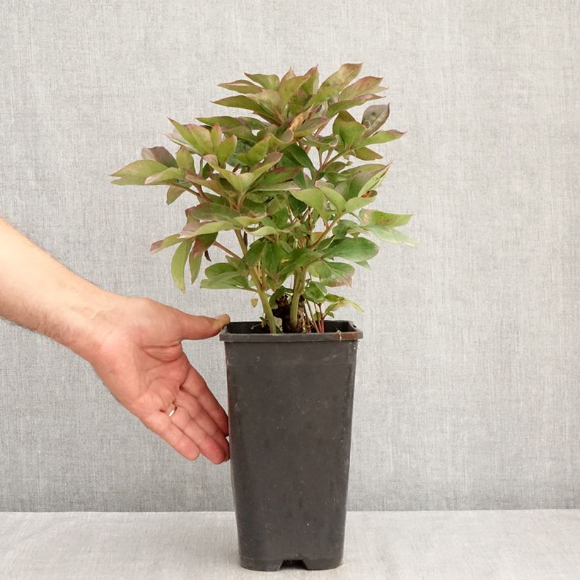 Paeonia lactiflora Felix Crousse 3L/4L pot sample as delivered in summer