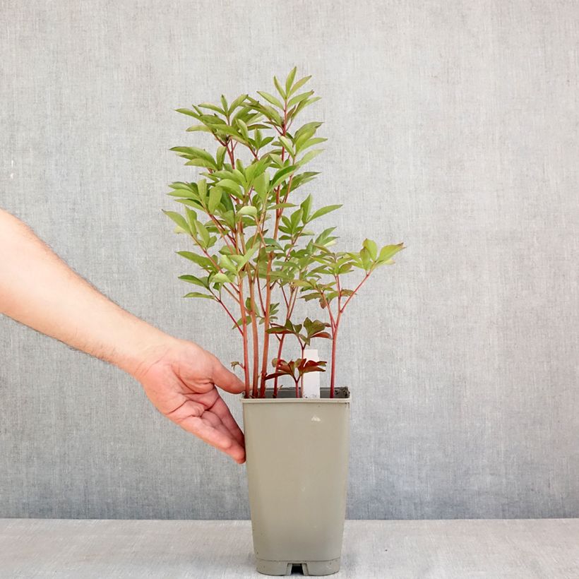 Paeonia lactiflora Felix Crousse 3L/4L pot sample as delivered in spring