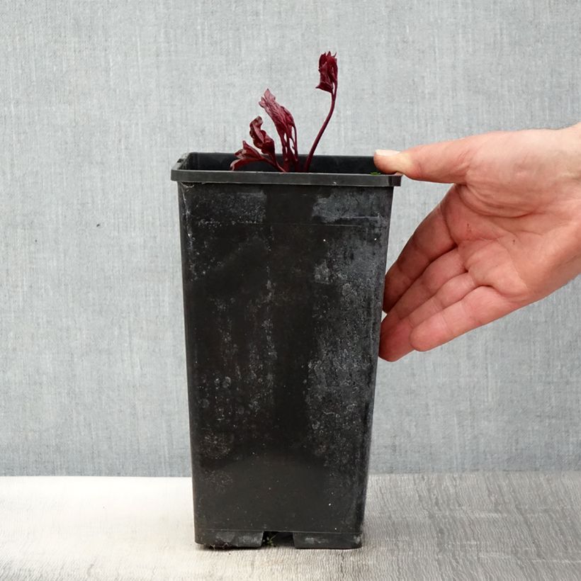 Paeonia lactiflora Festiva Maxima 3L/4L pot sample as delivered in spring