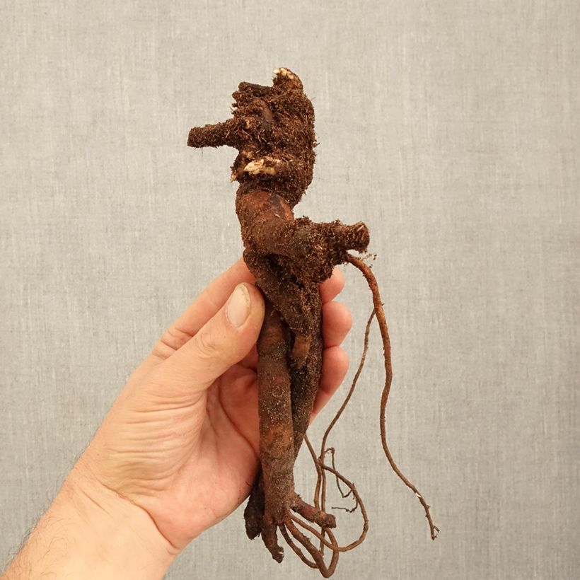 Paeonia lactiflora Festiva Maxima Bare root 3-5 eyes sample as delivered in winter