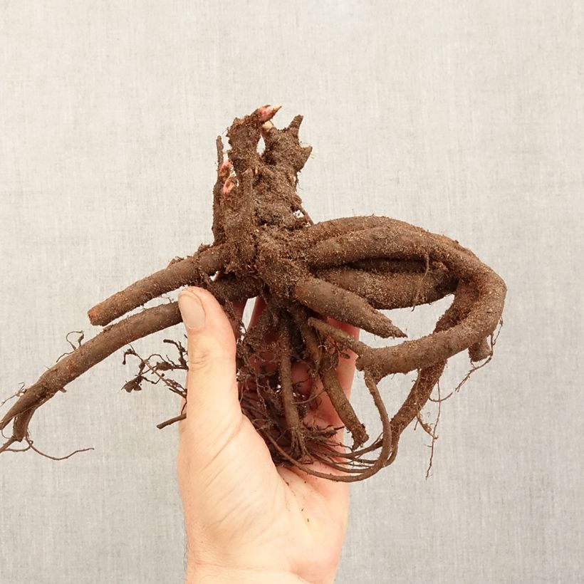Paeonia lactiflora Gay Paree Bare root 3-5 eyes sample as delivered in winter