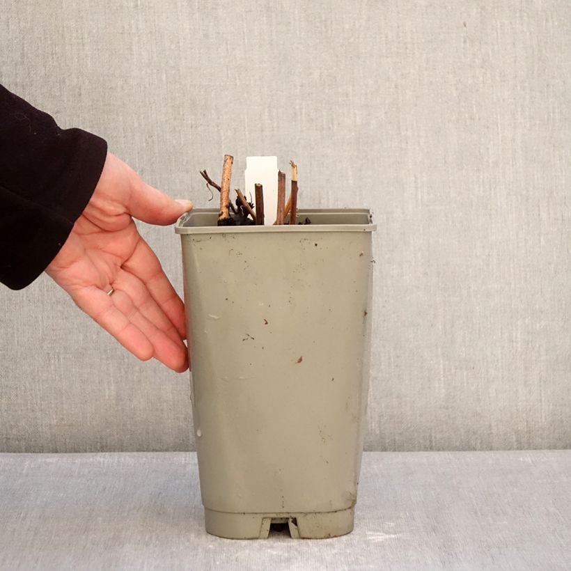 Paeonia lactiflora Green Halo 3L/4L pot sample as delivered in winter