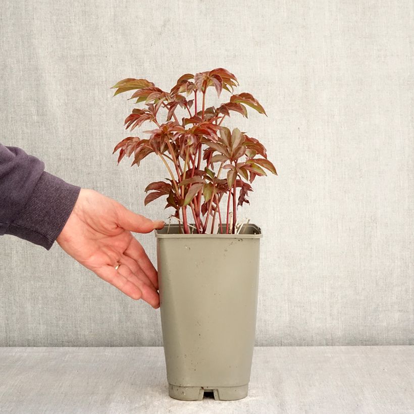 Paeonia lactiflora Green Halo 3L/4L pot sample as delivered in spring