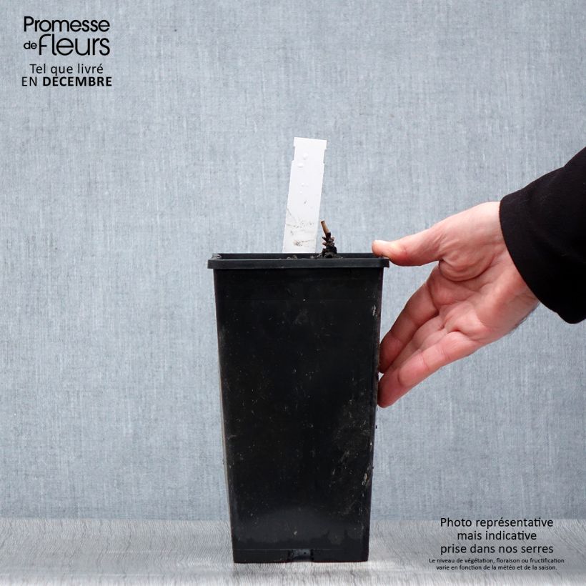 Paeonia lactiflora Immaculée 3L/4L pot sample as delivered in winter