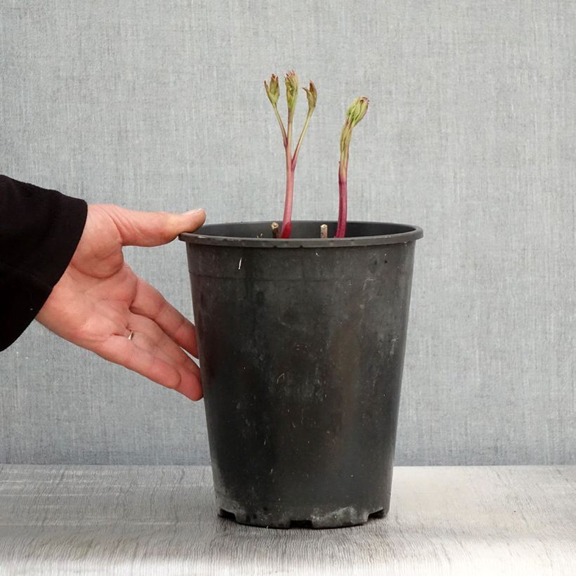 Paeonia lactiflora Jan van Leeuwen - Garden Peony 3L/4L pot sample as delivered in spring