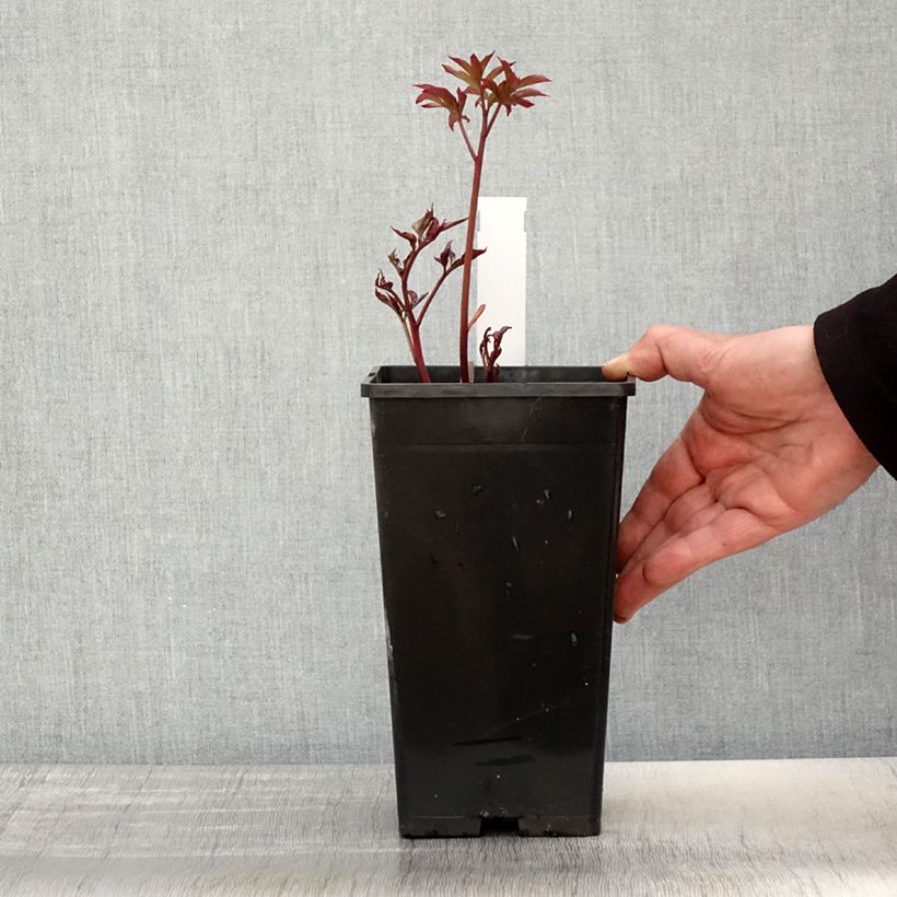 Paeonia lactiflora Kansas 3L/4L pot sample as delivered in spring