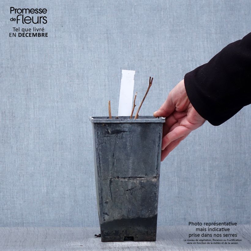 Paeonia lactiflora Karl Rosenfield 3L/4L pot sample as delivered in winter