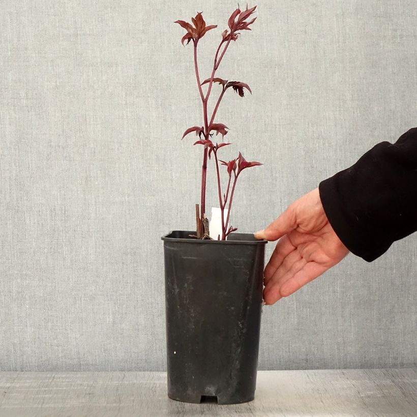 Paeonia lactiflora Karl Rosenfield 3L/4L pot sample as delivered in spring