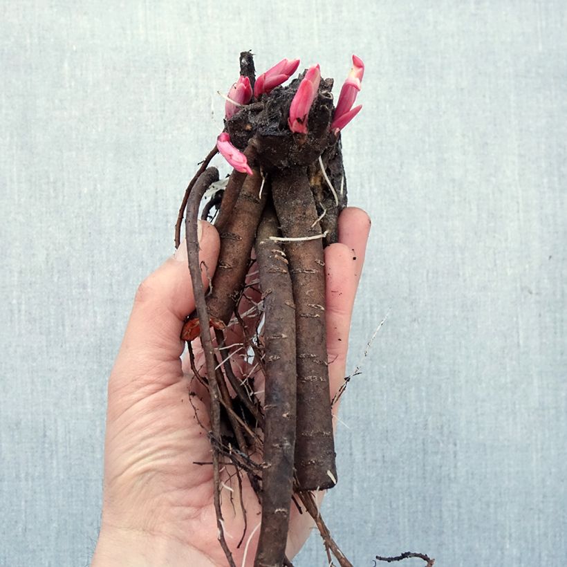 Paeonia lactiflora Catharina Fontijn  Bare root sample as delivered in winter