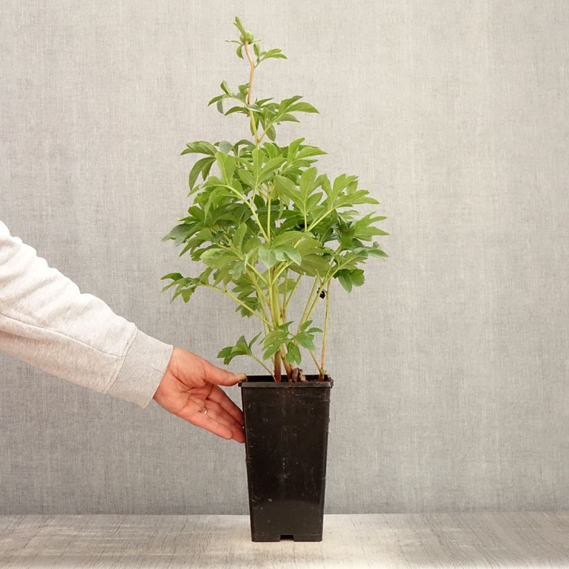 Paeonia lactiflora King's Day 3L/4L pot sample as delivered in spring