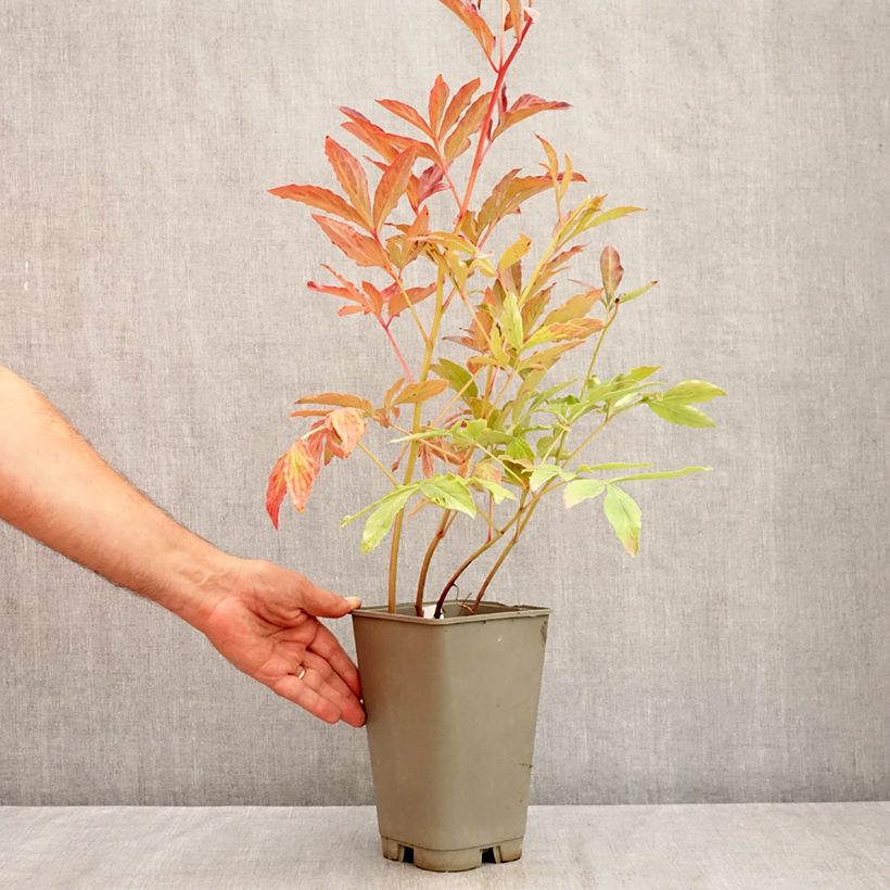 Paeonia lactiflora Laura Dessert 3L/4L pot sample as delivered in summer
