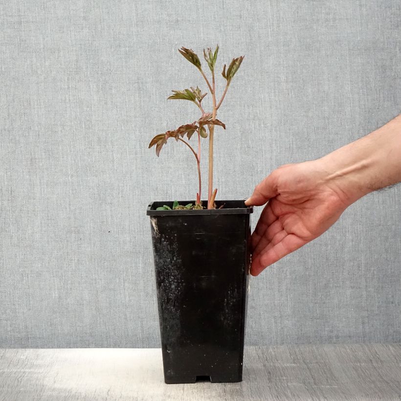 Paeonia lactiflora Laura Dessert 3L/4L pot sample as delivered in spring