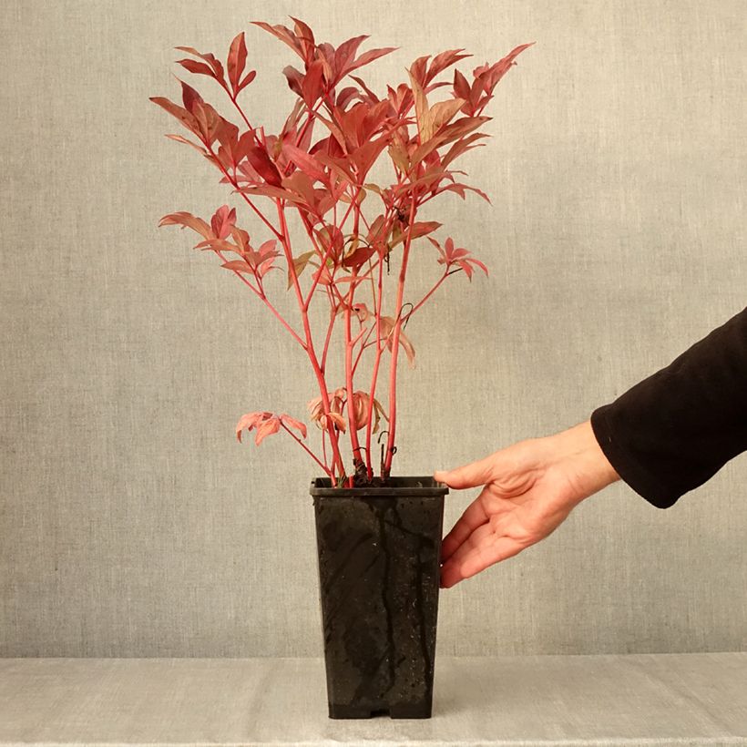 Paeonia lactiflora Louis van Houtte 3L/4L pot sample as delivered in autumn