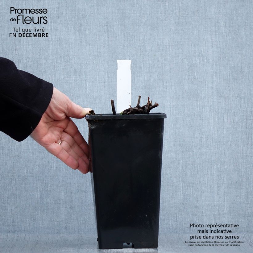 Paeonia lactiflora Louis van Houtte 3L/4L pot sample as delivered in winter