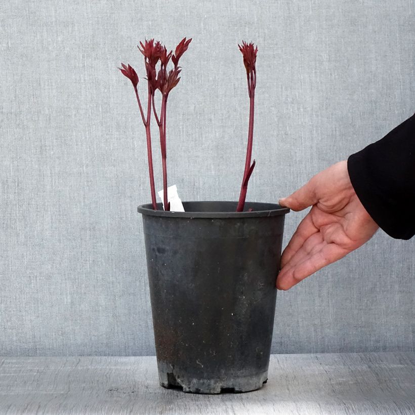 Paeonia lactiflora Louis van Houtte 3L/4L pot sample as delivered in spring