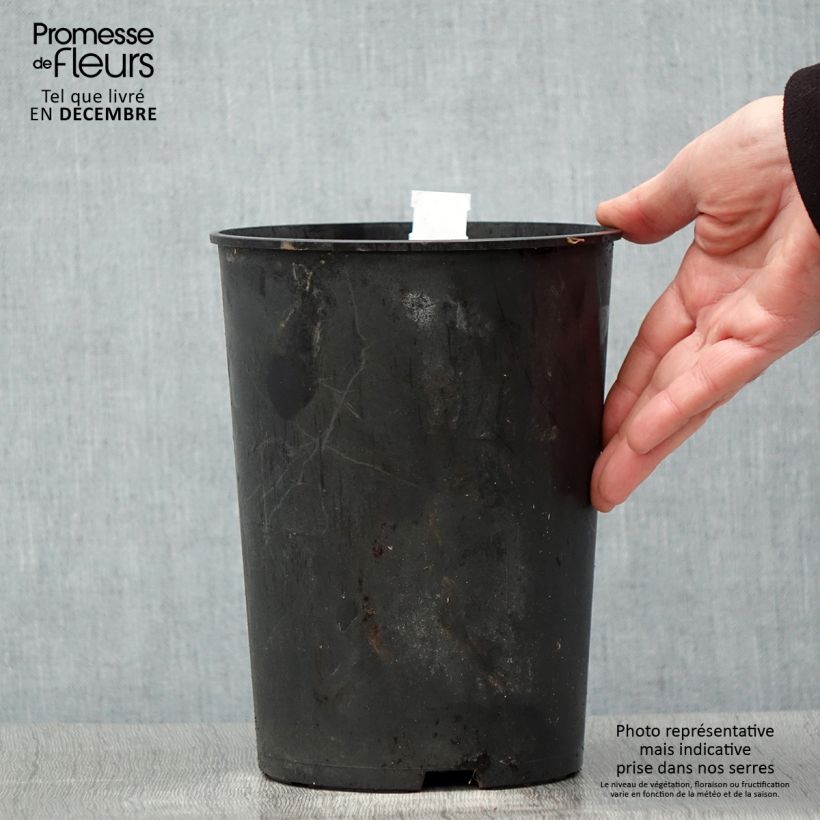 Paeonia lactiflora Madame Emile Debatène 3L/4L pot sample as delivered in winter