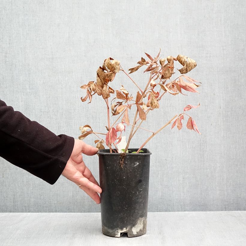 Paeonia x lactiflora Mrs JV Edlund - Chinese Peony 4L/5L pot sample as delivered in autumn