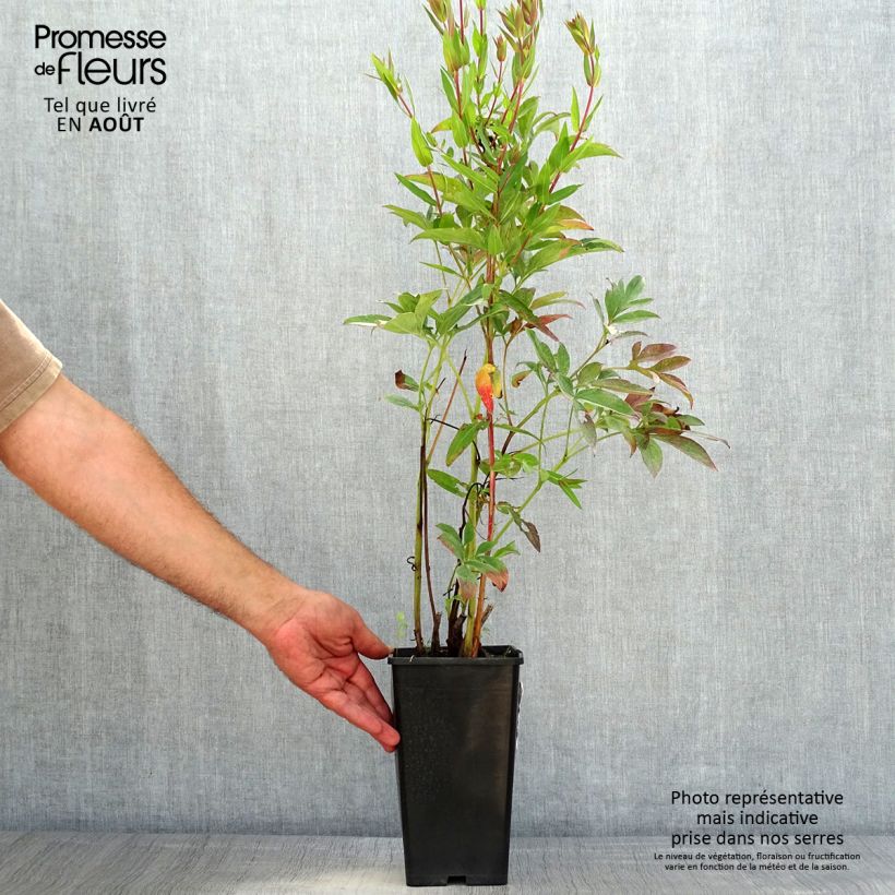 Paeonia x lactiflora Neon 3L/4L pot sample as delivered in summer