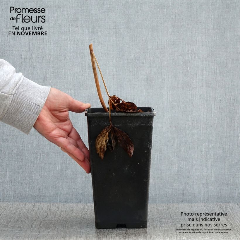 Paeonia lactiflora Nippon Beauty - Garden Peony 3L/4L pot sample as delivered in autumn