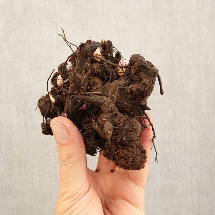 Paeonia lactiflora Nippon Beauty - Garden Peony Bare root 3-5 eyes sample as delivered in winter