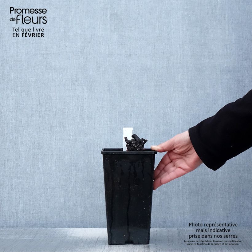 Paeonia lactiflora Nymphe 3L/4L pot sample as delivered in winter