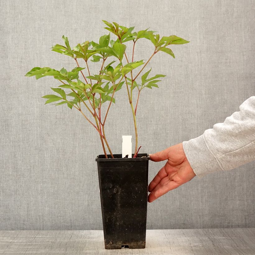 Paeonia lactiflora Nymphe 3L/4L pot sample as delivered in spring