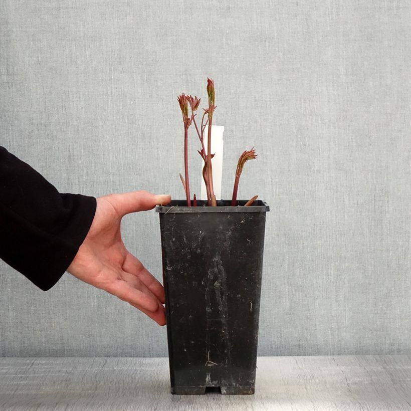 Paeonia lactiflora Primevere - Garden Peony 3L/4L pot sample as delivered in spring