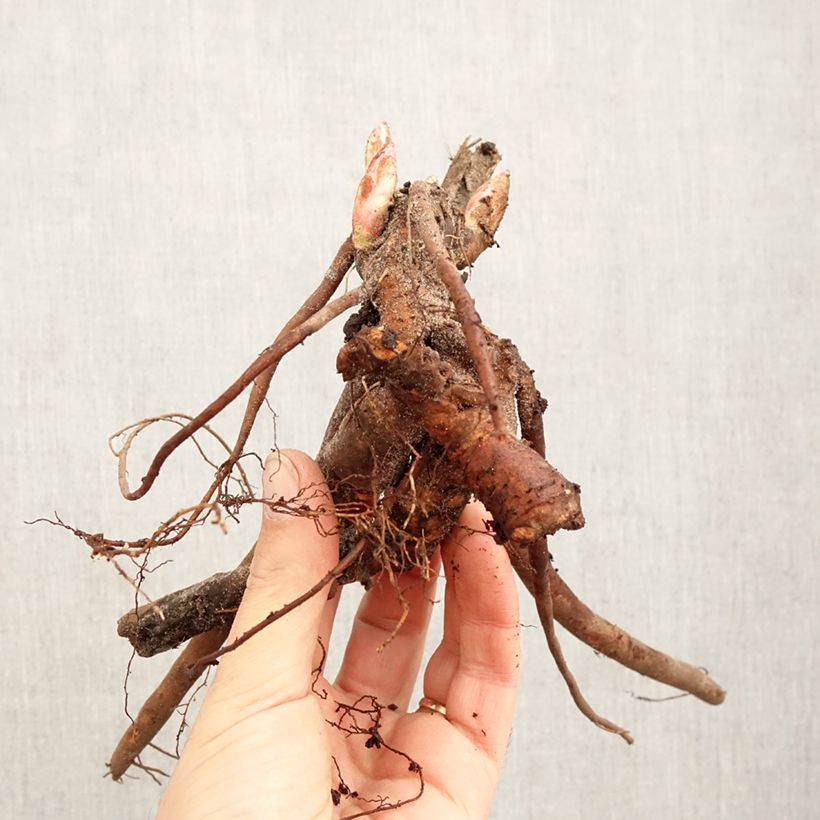 Paeonia lactiflora Raspberry Sunday Bare root 3-5 eyes sample as delivered in winter