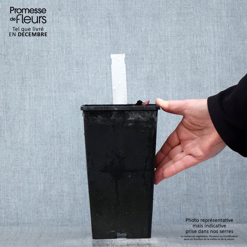 Paeonia lactiflora Red Charm 3L/4L pot sample as delivered in winter