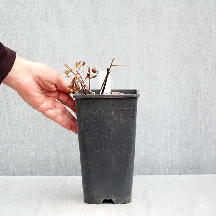 Paeonia lactiflora Reine Hortense (= President Taft) 4L/5L pot sample as delivered in autumn