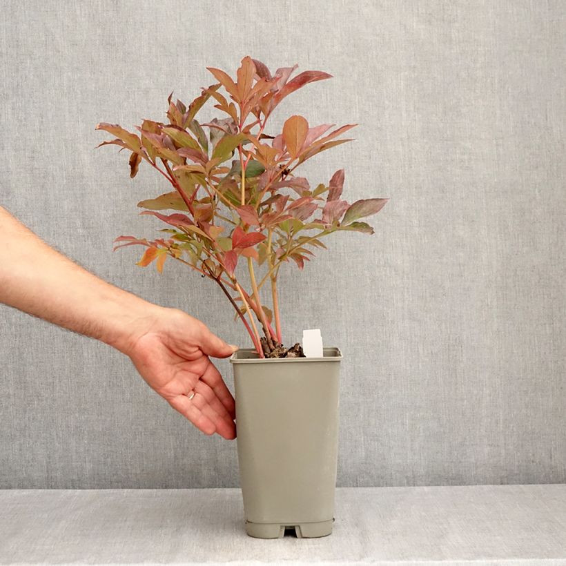 Paeonia lactiflora Koningin Wilhelmina 3L/4L pot sample as delivered in summer