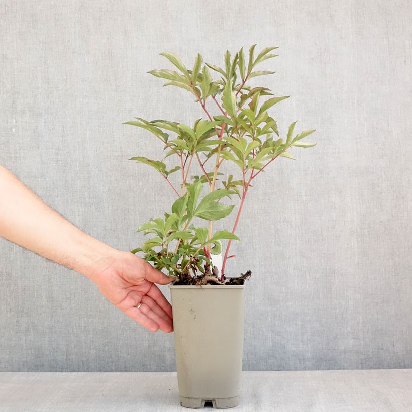 Paeonia lactiflora Koningin Wilhelmina 3L/4L pot sample as delivered in spring