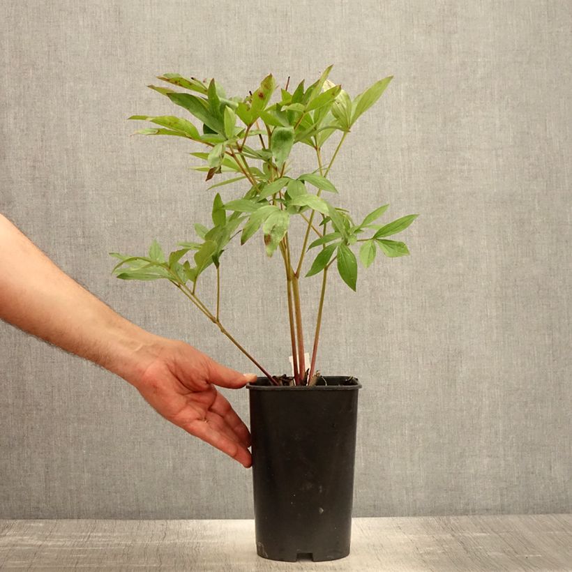 Paeonia lactiflora Sarah Bernhardt 3L/4L pot sample as delivered in spring