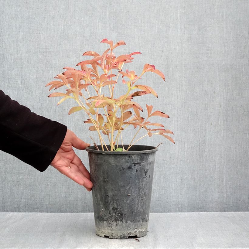 Paeonia lactiflora Sea Shell 3L/4L pot sample as delivered in autumn