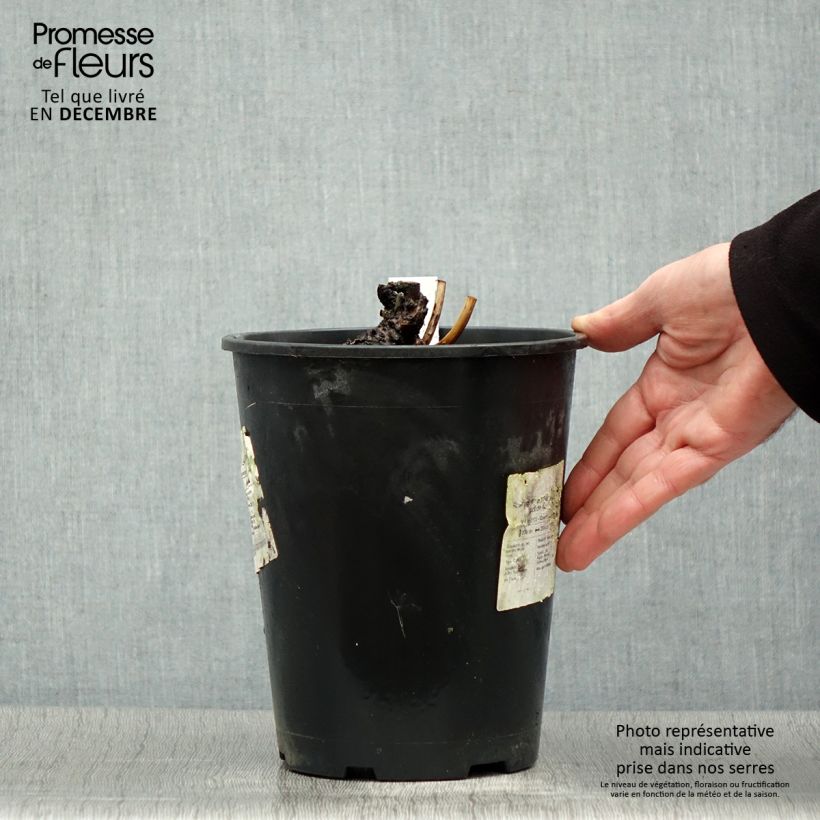 Paeonia lactiflora Sea Shell 3L/4L pot sample as delivered in winter