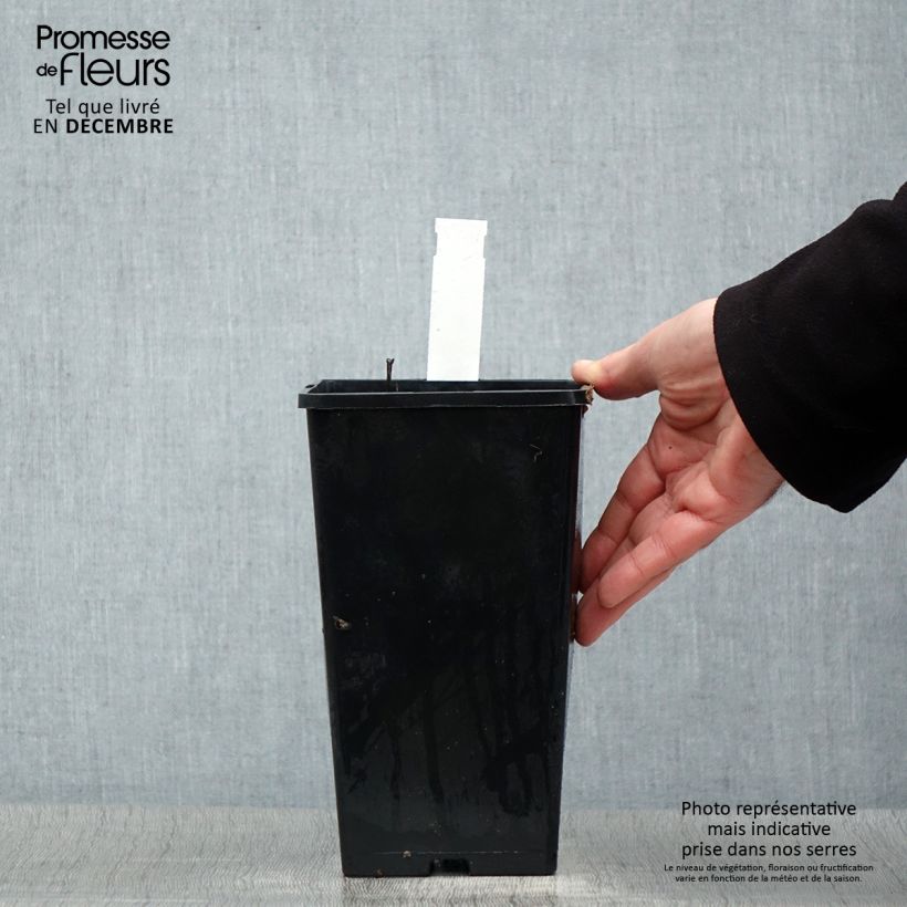 Paeonia lactiflora Shirley Temple 3L/4L pot sample as delivered in winter